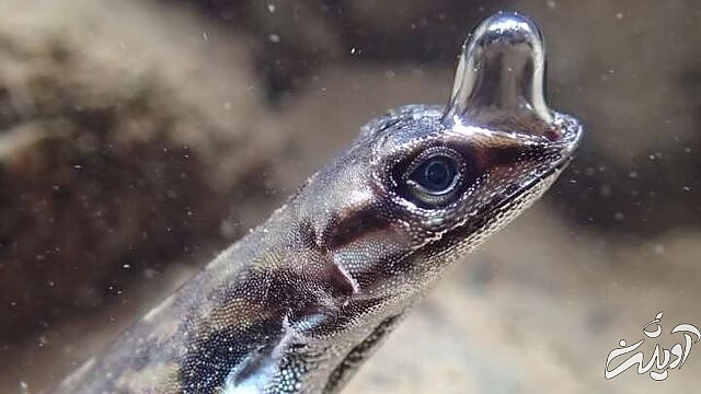 مارمولکی که با یک حباب هوا زیر آب نفس میکشد